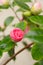 Pink Camellia flowers  Japonica Camelia on a lush green bush, close-up in the garden at rain