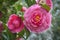 Pink Camellia flowers on tree