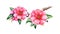 Pink camellia flowers. Tree branch element. Lush spring blossom and green leaves. Bright camellia watercolor flower