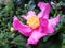 Pink Camellia japonica flower