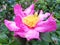 Pink Camellia japonica flower