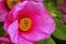 Pink Camellia Reticulata Blooming Macro