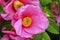 Pink Camellia Reticulata Blooming Macro
