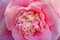 Pink Camellia Reticulata Blooming Macro