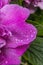 Pink Camellia Reticulata Petals Blooming Rain Drops Macro