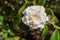 Pink Camellia sasanqua flower with green leaves