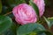 Pink Camellia sasanqua flower with green leaves