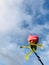 Pink Camellias bud against the blue sky.