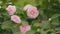 Pink Camellias Flowers In April In Garden. Theaceae Evergreen Tree. Bright Camellia Japonica. Rack focus.