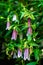 Pink campanula punctata flowers, spotted bellflower, Chinese rampion flower, plant from the bellflower family