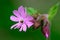 Pink campion flowers