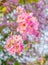 Pink Cananga odorata flower blooming