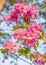 Pink Cananga odorata flower blooming