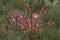 Pink Candelabra Flower