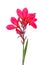 Pink canna lily flowers on white background. Clipping path