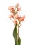 Pink Canna on white background
