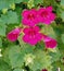 Pink Canterbury flowers of Michigan