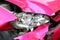 Pink car accident damaged to headlights front, broken headlights car crash accident, damaged automobiles after collision of pink c