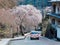 A pink car driving on a curvy country road under a flourishing cherry blossom tree