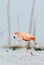 The pink Caribbean flamingo goes on the water.