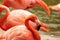 Pink Caribbean flamingo, Phoenicopterus ruber