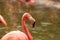 Pink Caribbean flamingo, Phoenicopterus ruber