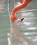 Pink caribbean flamingo washing head in lake