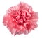 Pink carnation