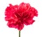 Pink carnation