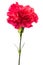 Pink carnation