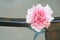 Pink carnation background