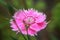 Pink carnation blooms beautifully in summer