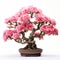 Pink Carnation Bonsai Tree: White Background, Solarization Effect