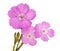 Pink carnation Dianthus carthusianorum flower