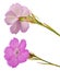 Pink carnation Dianthus carthusianorum flower