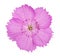 Pink carnation Dianthus carthusianorum flowers