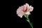 Pink carnation (dianthus caryophyllus)