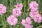 Pink carnation. Feder-Nelke, Dianthus plumarius - Dianthus plumarius, carnation family flowers