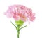 Pink carnation flower