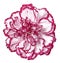 Pink carnation flower