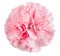 Pink carnation flower