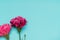 Pink carnation flower on blue backgrounds, spring season concept