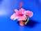 Pink carnation flower with green leaves in mini flowerpot with blue background