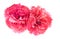 Pink carnation flowers Dianthus caryophyllus