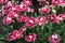 Pink Carnation flowers in summer garden. Dianthus caryophyllus