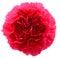 Pink Carnation head