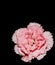 Pink carnation isolated