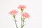 Pink carnation mother`s day  blessing  flowers