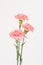 Pink carnation mother`s day  blessing  flowers