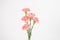 Pink carnation mother`s day  blessing  flowers